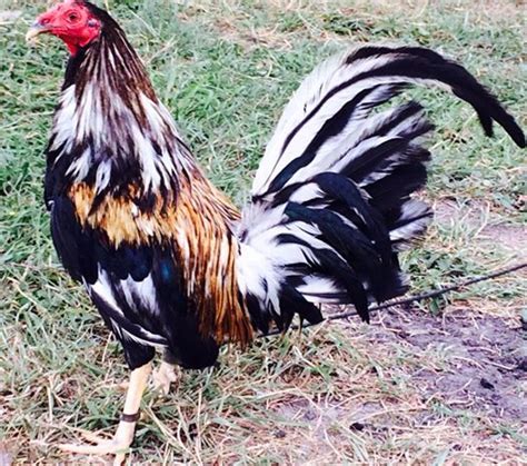 Oxford Old English Game Chicken. . Game chickens for sale